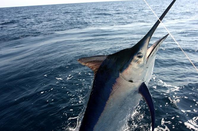 O marlin azul é um dos peixes mais famosos de se pescar na pesca desportiva