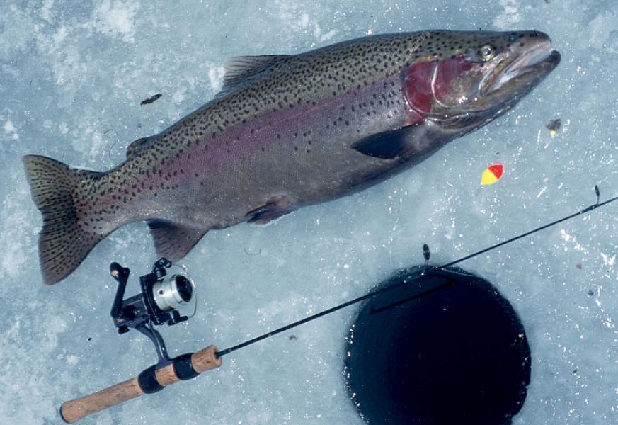 É importante saber como a pesca da truta arco-íris é regulamentada em seu estado ou província