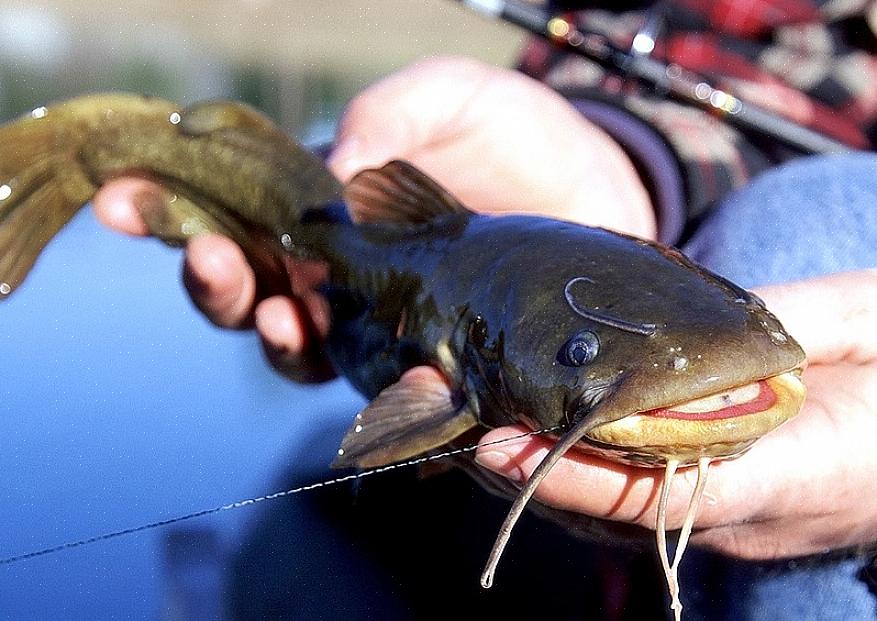 Comece a cortar usando sua faca de filé para separar a carne da lateral do peixe de seu osso