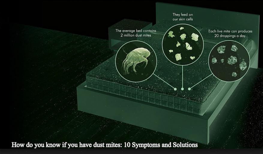 Os ácaros da poeira são organismos minúsculos