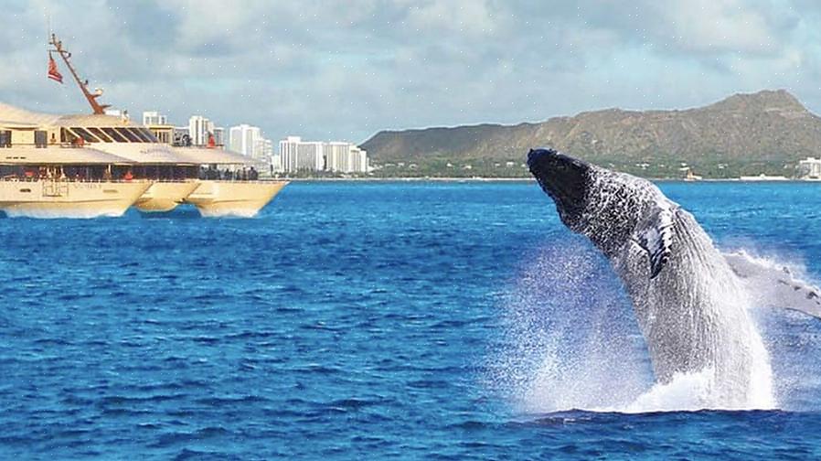 Observação de baleias de Dan Mcsweeney - Antes de a observação de baleias ser uma forma popular