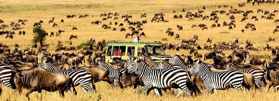 A Tanzânia abriga alguns dos maiores animais selvagens da África em uma terra repleta de búfalos