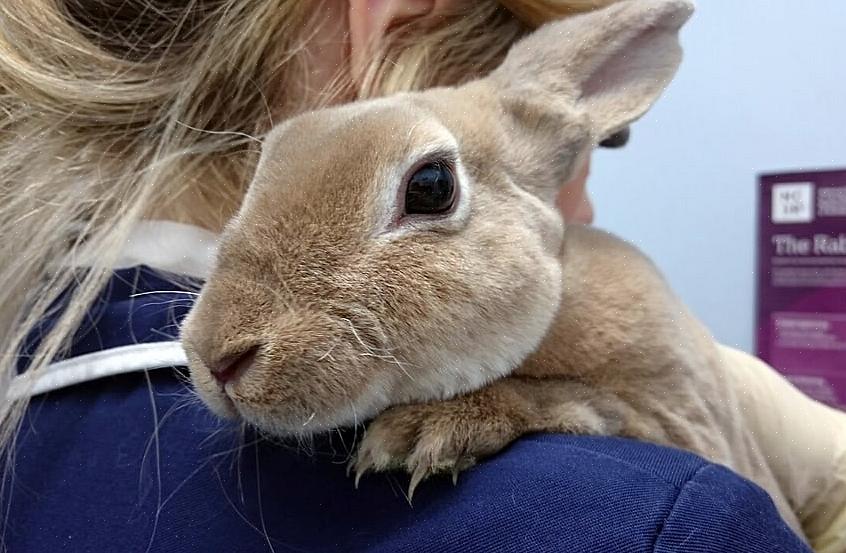 Permaneça sempre em contato com um veterinário que trate coelhos