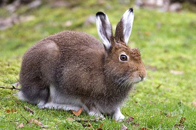 Existem algumas doenças que são muito comuns nos coelhos