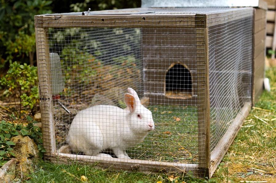 Os coelhos são nervosos por natureza