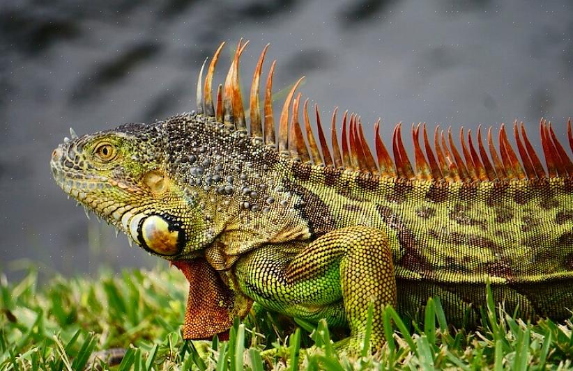 Os iguanas são escaladores habilidosos