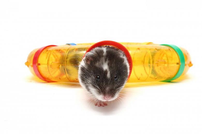 Os problemas de saúde mais comuns que um hamster pode enfrentar incluem abscessos na pele