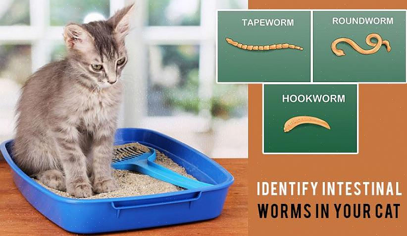 O que você verá se o seu gato estiver infectado com tênias são coisas brancas semelhantes a vermes