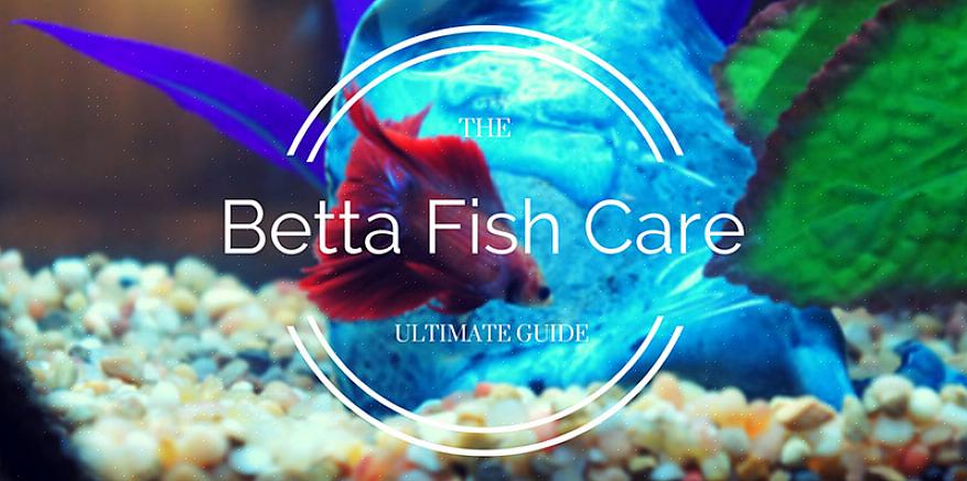 Existem várias preparações comerciais de comida para peixes Betta no mercado que funcionam bem