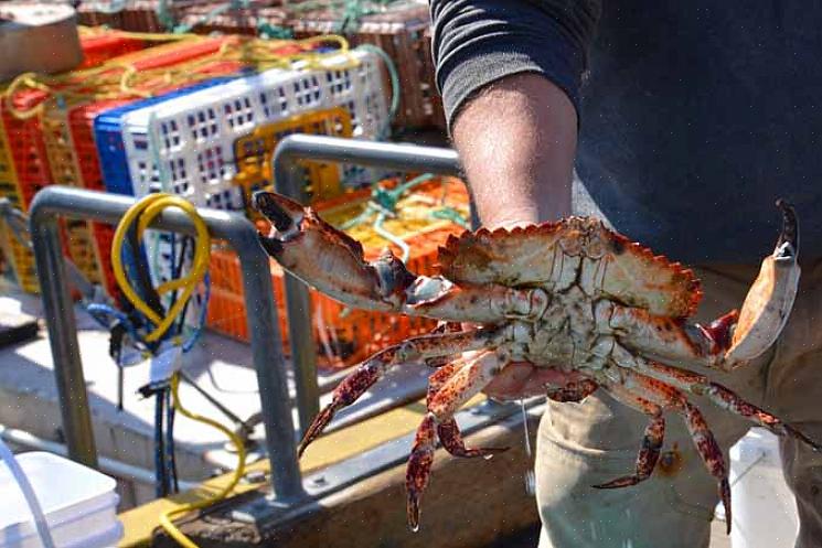 E é surpreendentemente fácil de cozinhar caranguejo vivo