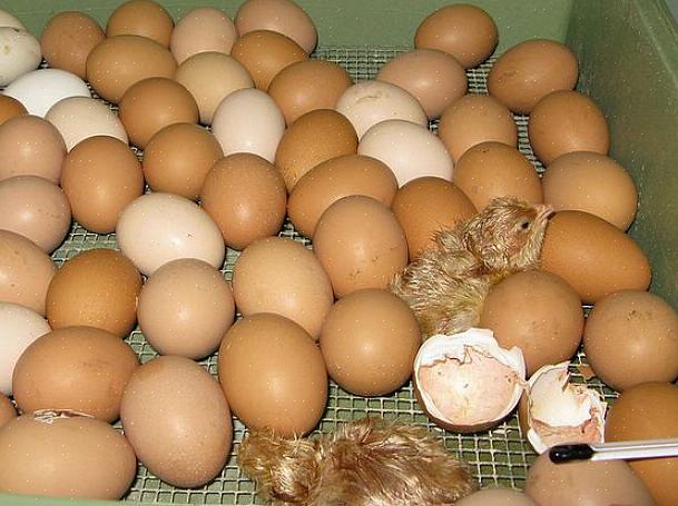 Remova os ovos restantes e descarte-os