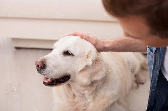 Sintomas de alerta do AVC canino não são exclusivos desta condição médica