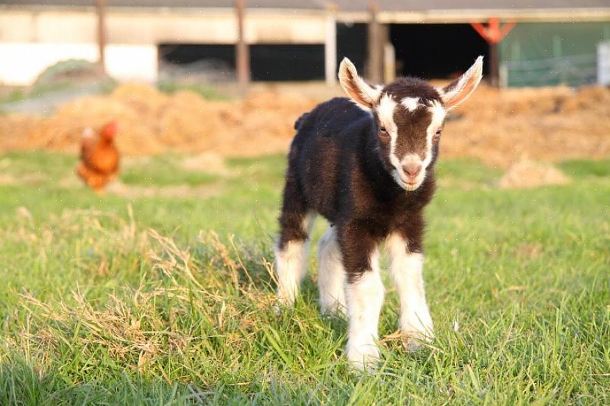 As cabras continuarão sendo alimentadas