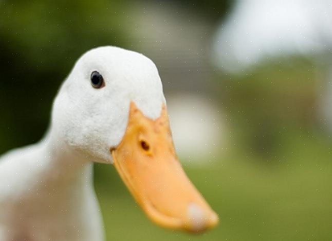 Para manter um pato como animal de estimação