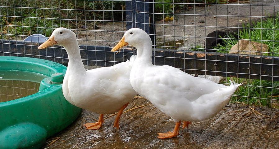 Alimentando seus patos de estimação