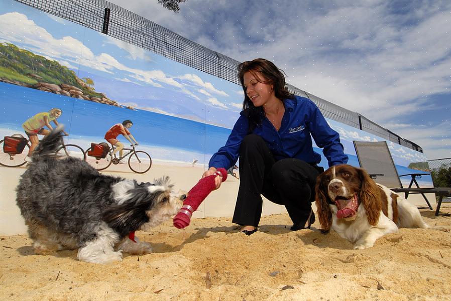 Você pode pesquisar canis para animais de estimação