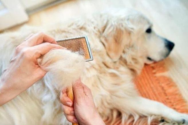 Se a queda de cabelo do seu cão for excessiva ou se ele estiver perdendo cabelo em tufos