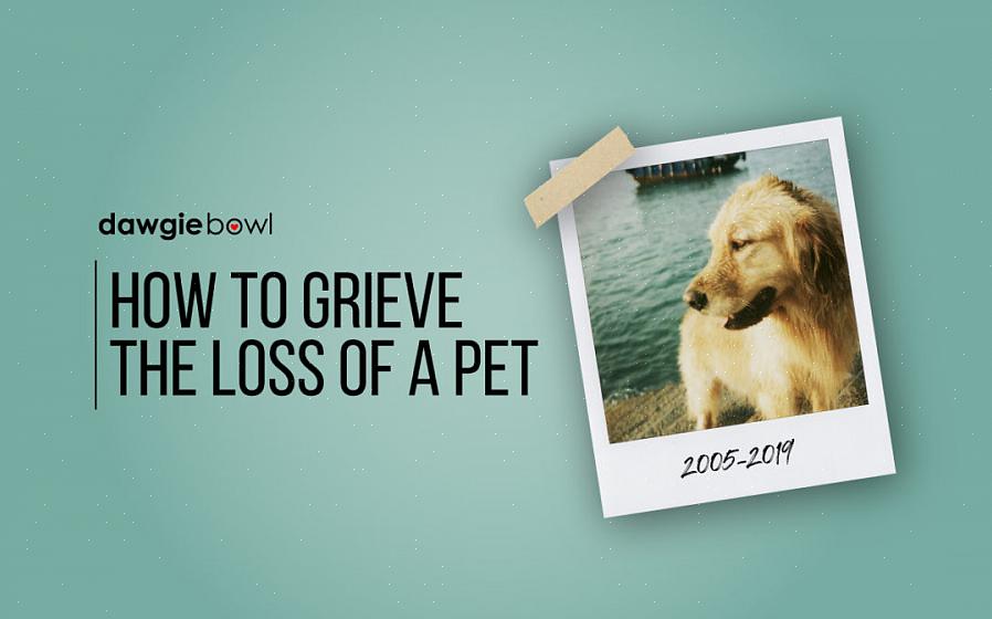 Não existe uma maneira fácil de lidar com a perda de um animal de estimação