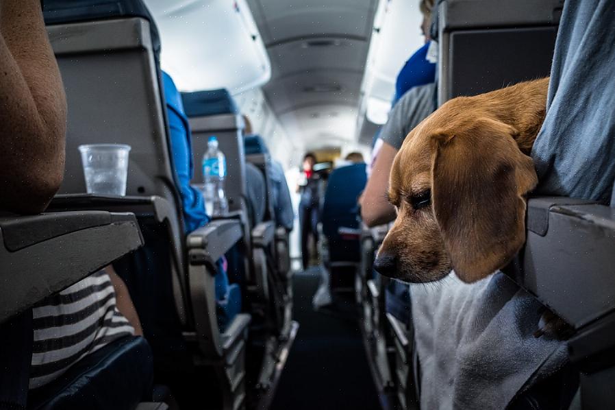 Se você ainda não possui uma companhia aérea para animais de estimação que atenda aos requisitos de tamanho