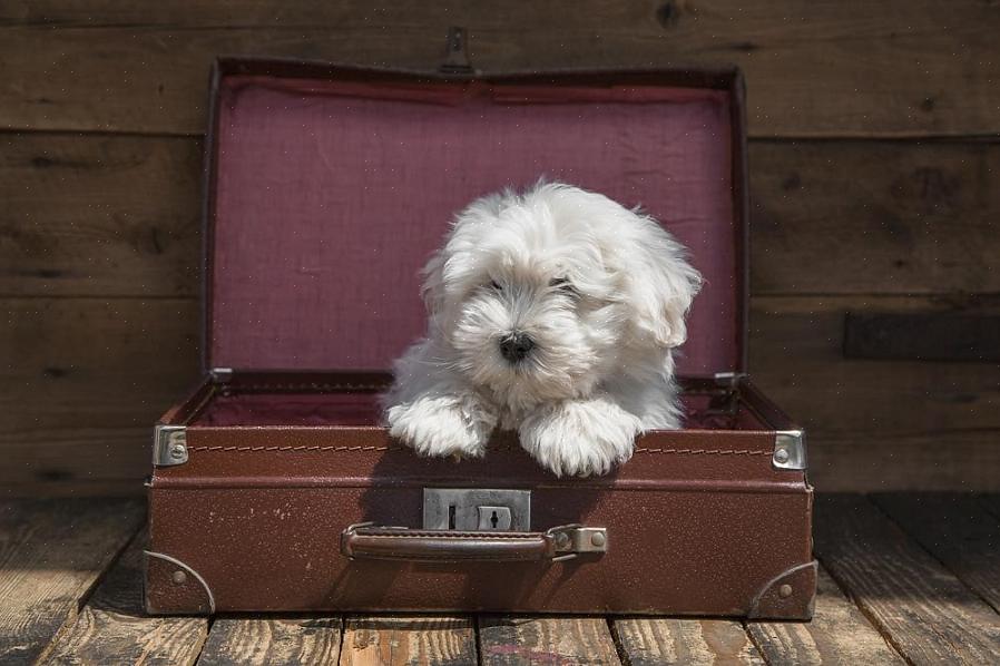 Ligue para a companhia aérea para fazer a reserva do seu animal de estimação