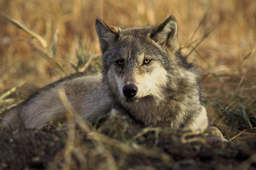 É importante aprender a avaliar essas criaturas como animais de estimação