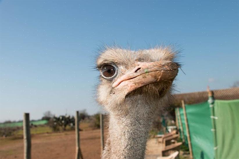 Aqui estão algumas dicas que o ajudarão a iniciar seu próprio negócio de venda de avestruzes