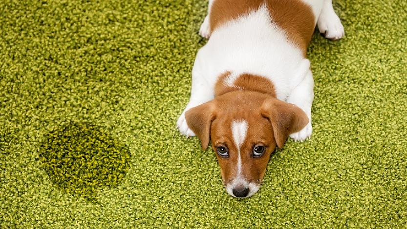 Se o seu cão está sofrendo de uma condição leve de incontinência