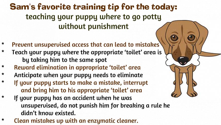 A verdade é que o treinamento potty do seu cão de estimação pode exigir muito mais de você