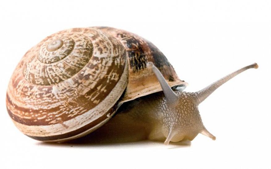 Brinque com o caracol de estimação durante as horas em que ele costuma estar acordado