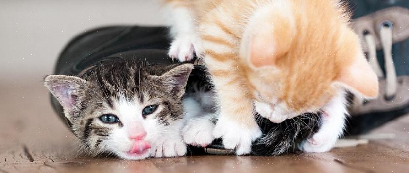 Mas se você não tem outros gatinhos com os quais seu gatinho possa brincar