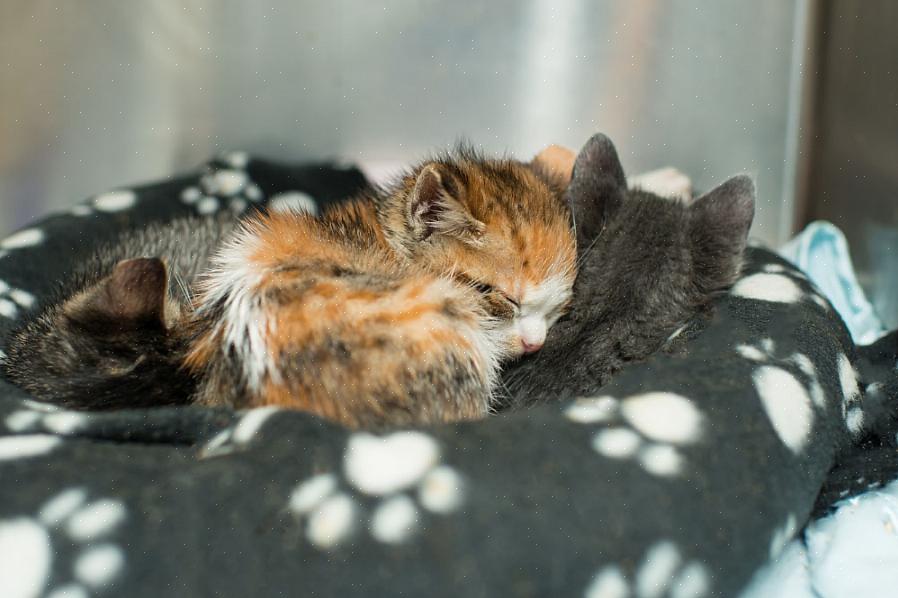 Brincar com seus gatinhos desempenha um papel crucial no desenvolvimento de suas habilidades motoras