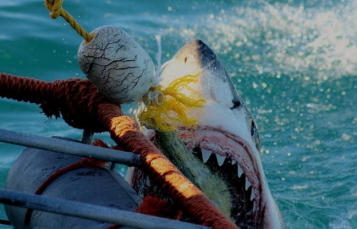 Até mesmo alguns rios são o lar de um tipo particularmente agressivo de tubarão