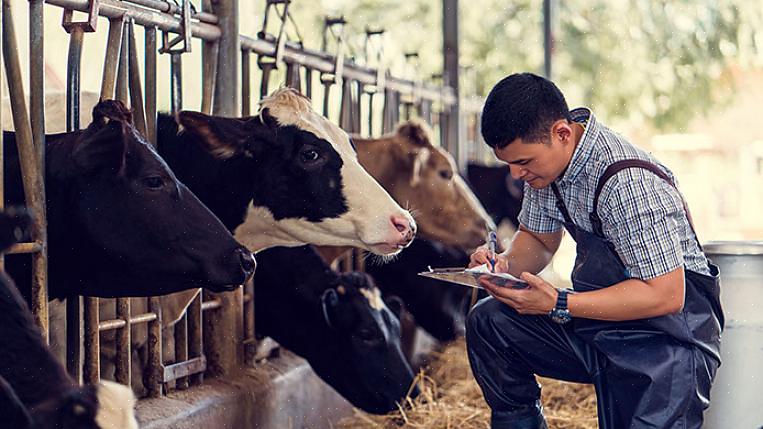 Você pode ordenhar vacas ou vender laticínios