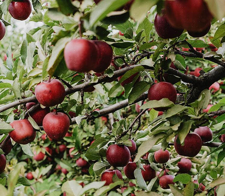 A demanda por frutas frescas nos EUA estimulou o crescimento de várias agências