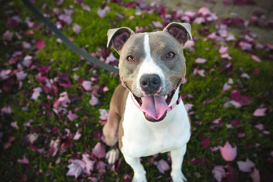 O passeio com o cachorro se tornou um bom negócio para os amantes de cães