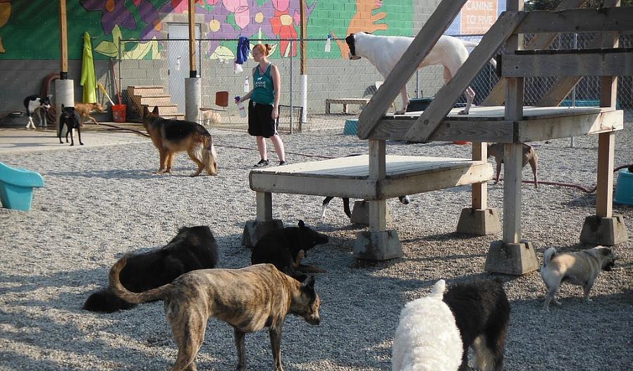 A primeira coisa a se considerar ao iniciar uma creche para cães é o tipo de serviços que você deseja