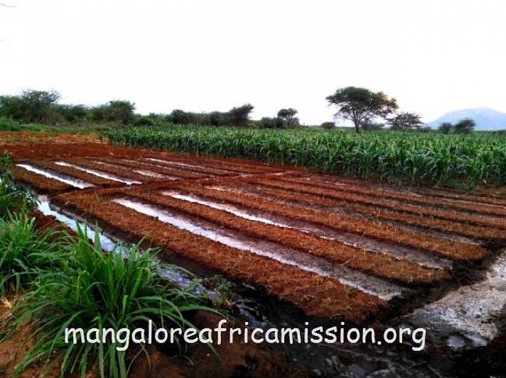 O melhor lugar para abrir uma fazenda orgânica é um espaço onde haja boa luz solar