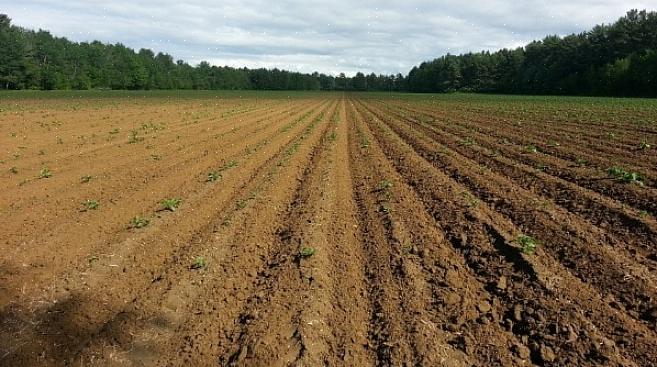 Tente não ficar muito sobrecarregado com a quantidade de terra que você precisa arar