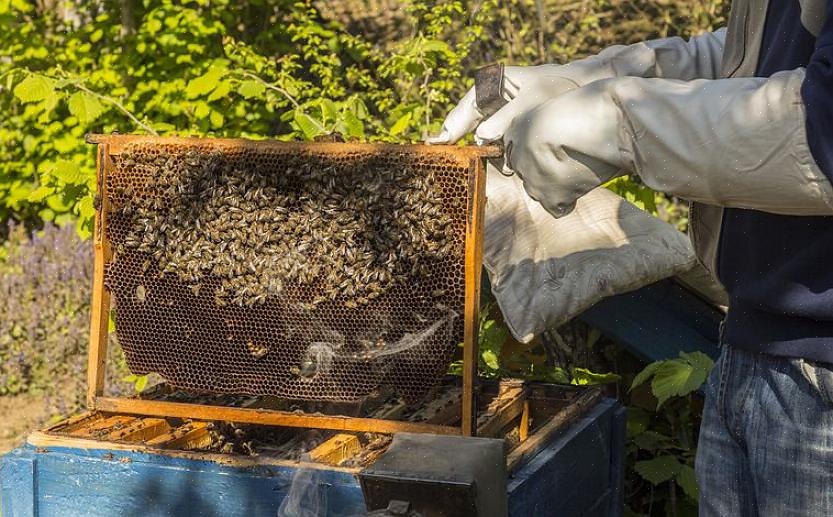 Que as abelhas colocam nas células do favo de mel de sua colméia