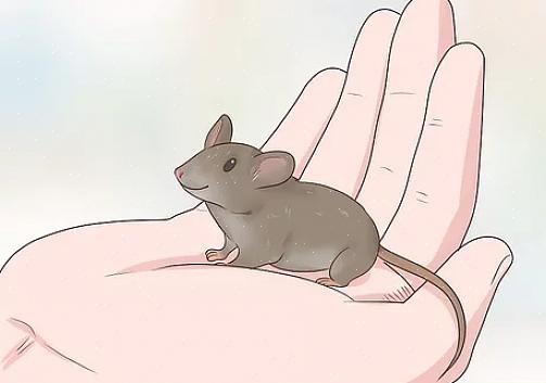 Você pode usar o tempo para conhecer seu rato de estimação