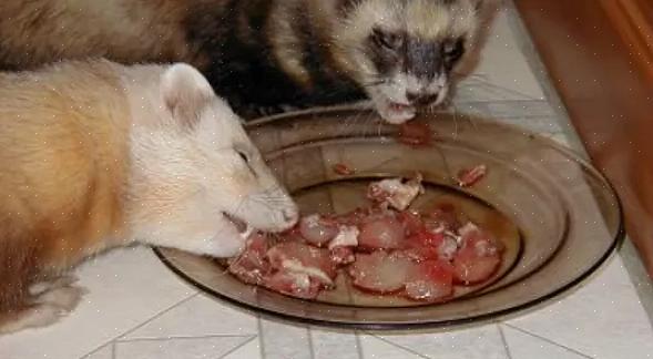 Você não quer alimentar seu furão com comida de cachorro porque não é nutricionalmente balanceada