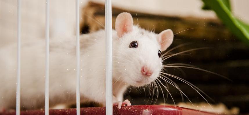 Ratos de estimação são maravilhosos com outros ratos