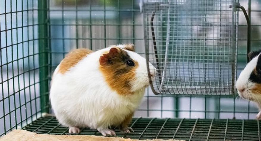 Comprar uma gaiola para sua cobaia ou hamster não precisa ser uma tarefa difícil