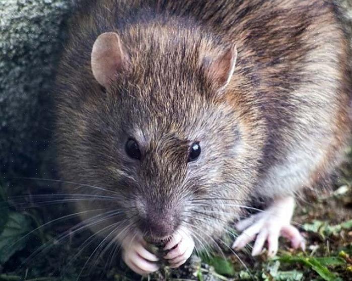 Um rato precisa de uma gaiola de réptil de 15 a 20 gal (ou maior) com topo