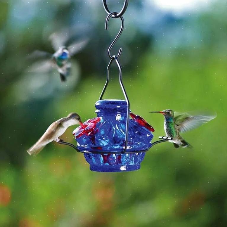 Aqui estão algumas dicas sobre como usar alimentadores de colibri de vidro