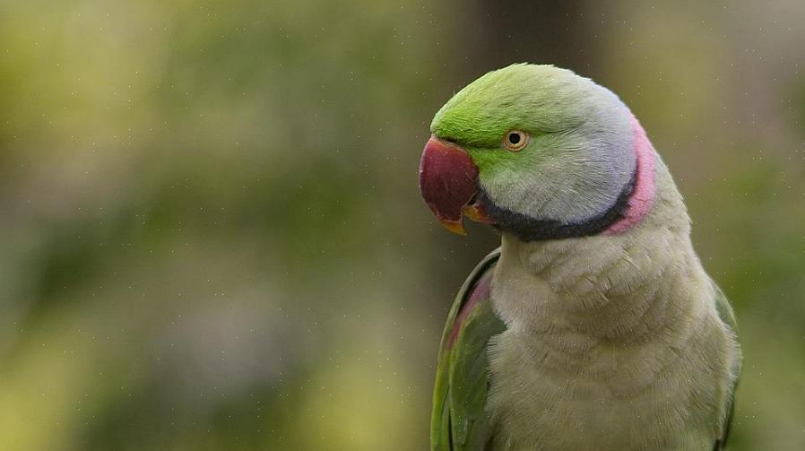 Os donos de papagaios são capazes de ter um relacionamento único com seus animais de estimação por causa