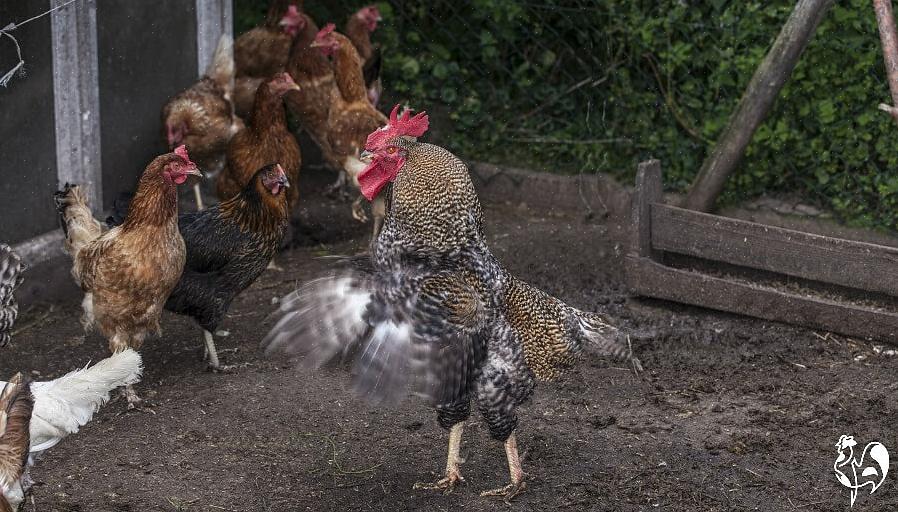 Também é importante deixar seu galo misturar-se livremente com as galinhas