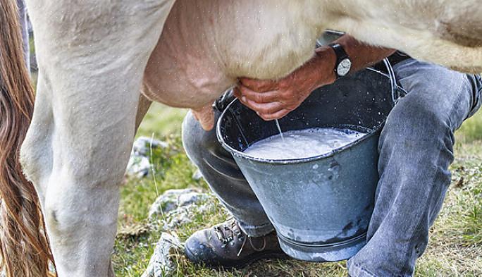 Mas se você tiver a oportunidade de ordenhar uma vaca à moda antiga