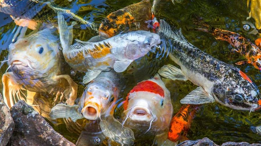 Sua melhor aposta é já ter seu tanque no lugar antes de sair para comprar peixes de lago