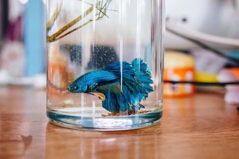 Os peixes Betta podem ser mantidos em um aquário ou vaso sem filtração ou em um tanque com sistema